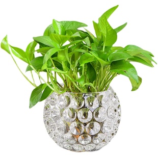 水培器皿创意玻璃花盆水样植物瓶透明花器绿萝铜钱草圆形容器摆件