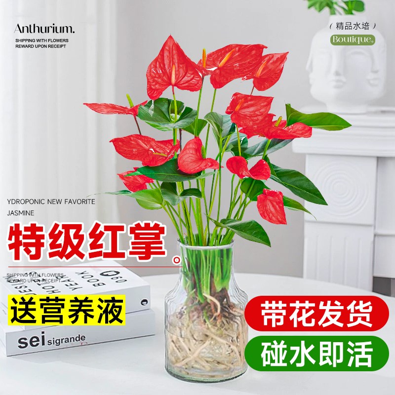 水培红掌白掌大盆栽带花绿植室内办公室桌面大叶粉掌植物水养花卉