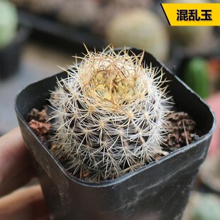 混乱玉 实生仙人球新品开花美观智利球属好养易度夏仙人掌多肉