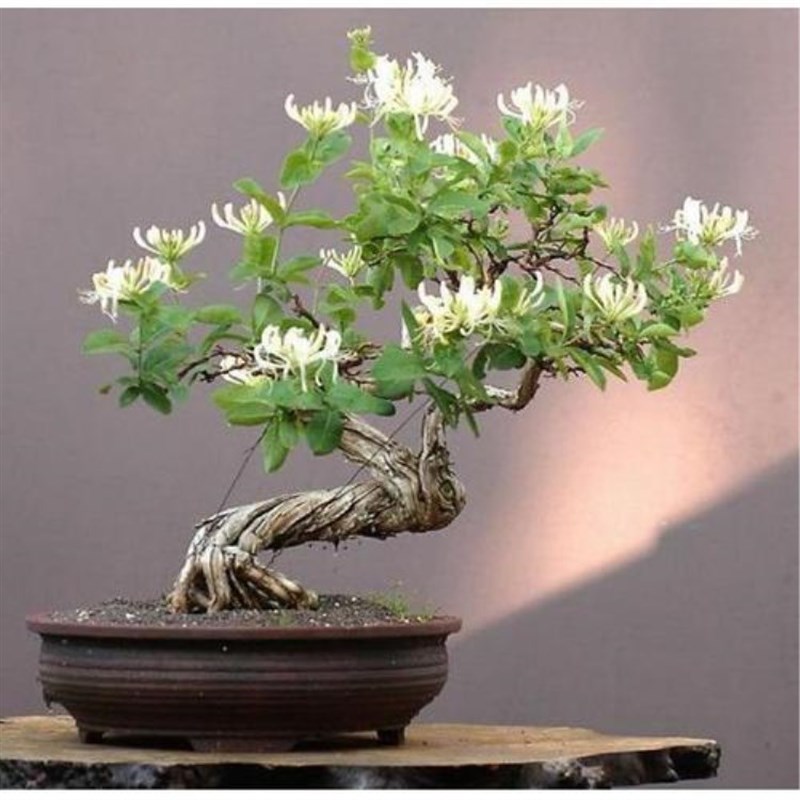 金银花苗木盆栽盆景树桩老桩花卉四季金银花苗木种植树苗忍冬爬藤