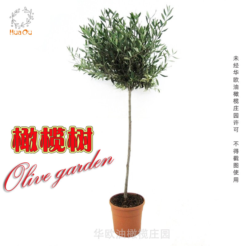 华欧油橄榄树盆栽室内大型绿植真植物大树棒棒糖客厅庭院阳台树苗
