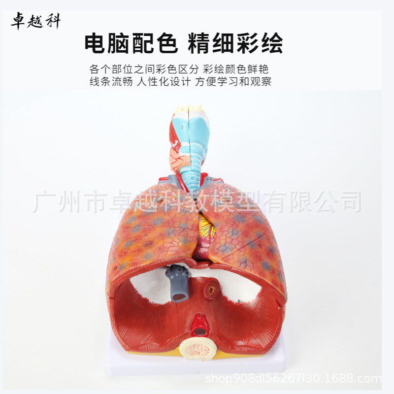 自然大人体喉心肺模型 喉咙甲状腺 肺 心脏模型 人体呼吸系统模型