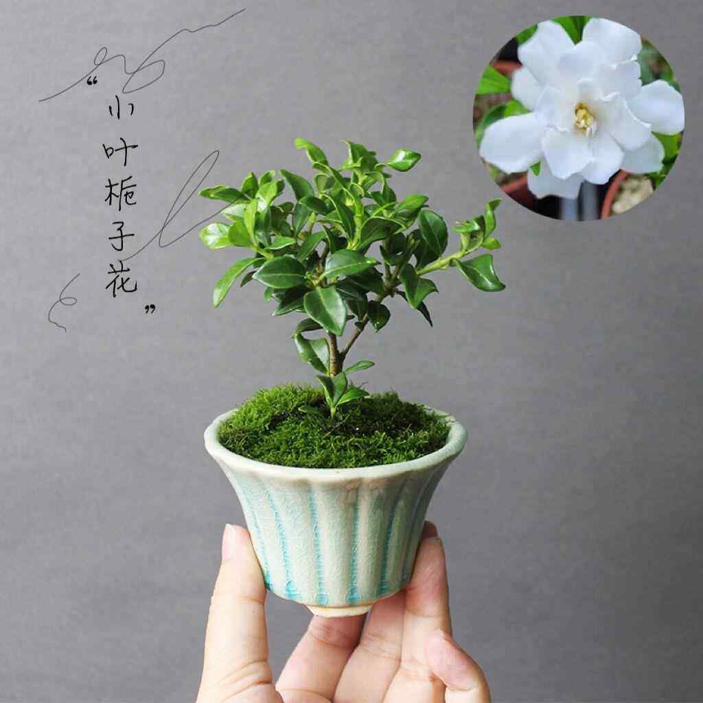 小叶寿星栀子花 k重瓣小盆景小盆栽素材苗矮小株绿植植物花卉迷你
