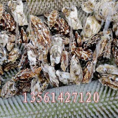 全自动毛TQX-4000贝壳类清洗机生，平行毛刷牡蚝清洗机，海产品蛎