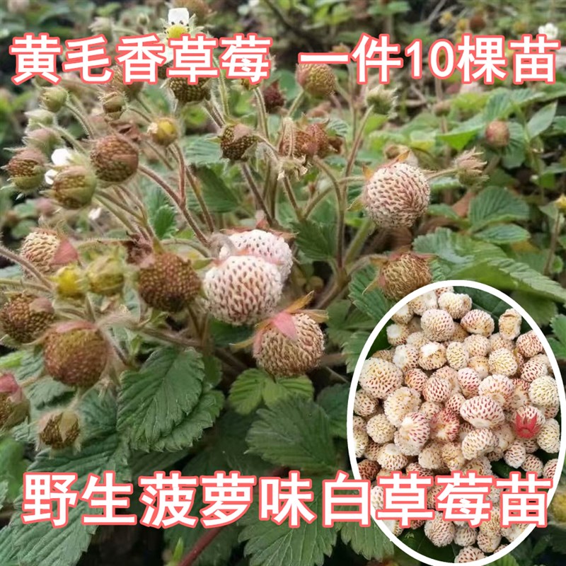 野生白草莓苗菠萝味草苗莓黄毛香草莓苗盆地栽当年结果浆果地泡苗