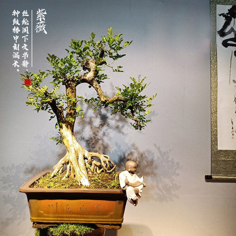 紫薇盆景九里香盆栽朴树老桩浓香型植物室内外阳台四季好养绿植