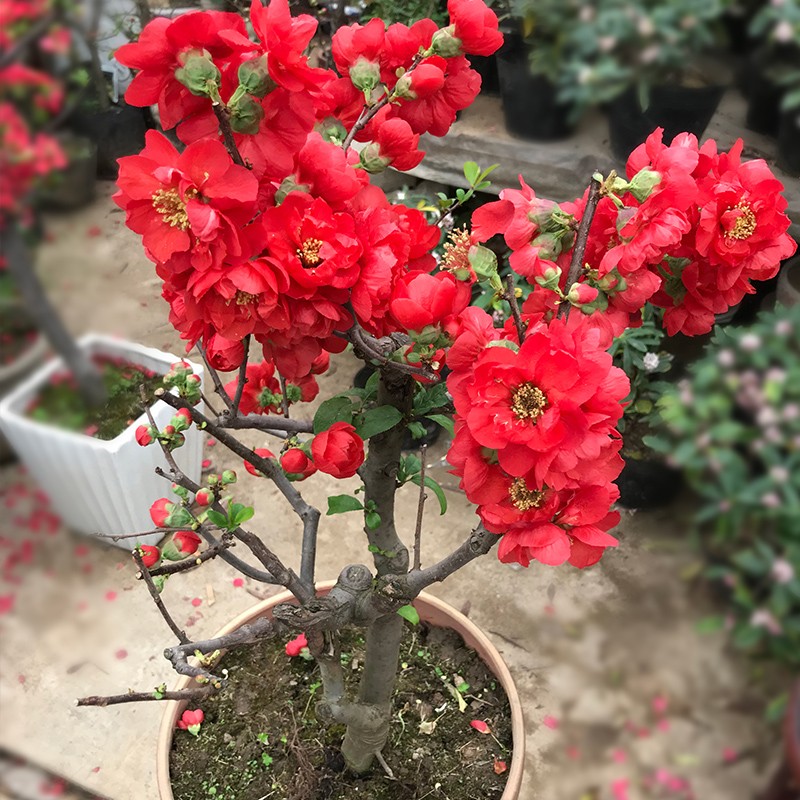 海棠花苗盆栽花卉植物室内花易活四季易活长寿冠海棠老桩树苗盆景
