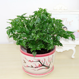 幸福树小盆栽植物常青客厅大盆景平安树树苗桩易存活花卉绿植