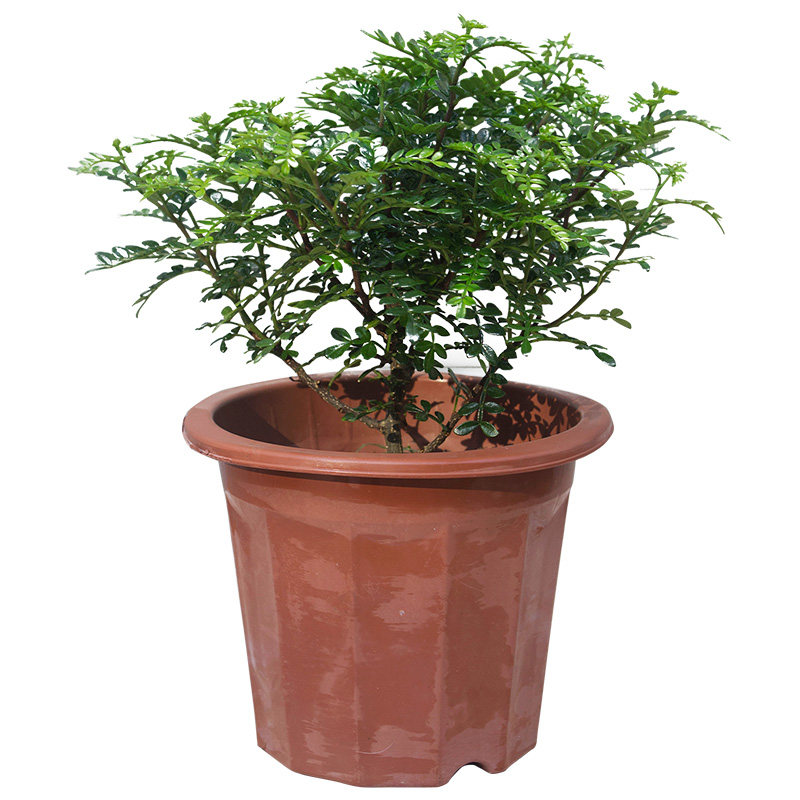 清香木盆栽驱蚊盆景植物室内四季常青大盆桌面胡椒木净化空气花卉,鲜花速递/花卉仿真/绿植园艺,绿植,淘宝优惠券,粉丝福利购,淘宝优惠卷