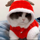 猫咪专用衣服耶诞节秋冬装 防掉毛英短布偶猫银渐层可爱加绒小衣服
