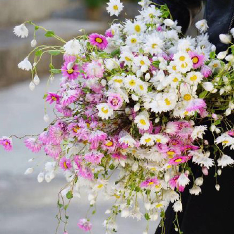 鲁丹鸟罗丹斯小蜡菊雏菊洋甘菊风干花自然真花束家居网红装饰摆件,鲜花速递/花卉仿真/绿植园艺,干花,淘宝优惠券,粉丝福利购,淘宝优惠卷