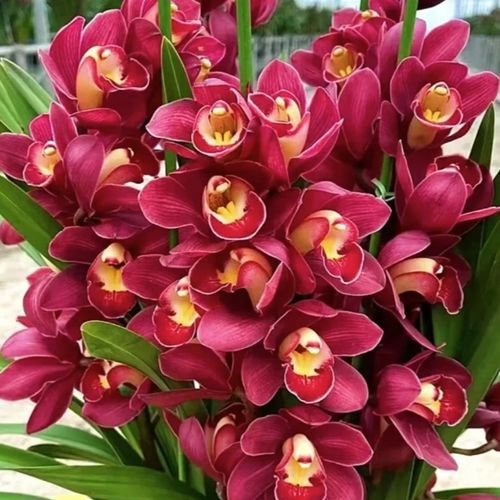 大红袍桌面兰花年宵花浓香型绿植