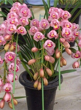 兰花盆栽 红将军 花卉绿植室内花四季建兰好养植物兰草名贵兰花苗