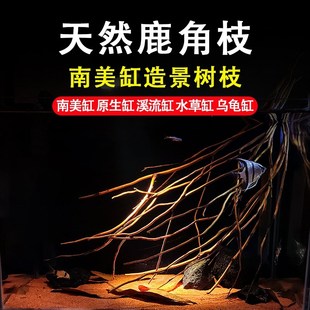 鹿角枝南美缸树枝造景沉木杜鹃根分叉枯树干小条原生溪流鱼缸装饰