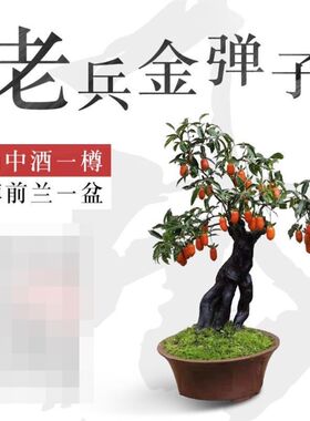 四川母桩金弹子树苗四川小叶金弹子挂果金弹子老桩金蛋子公桩母桩
