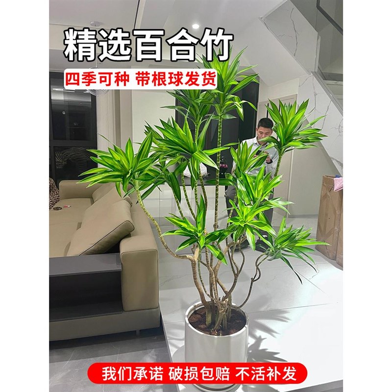 金心百合竹小苗真绿植物盆栽室内客厅耐荫好养网红办公室桌面基地图片