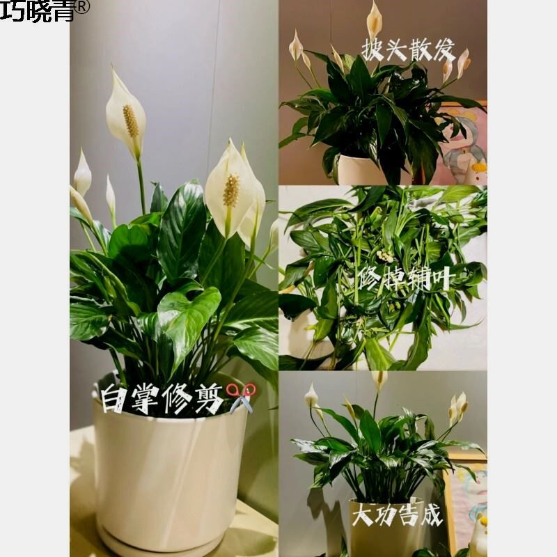 水培白掌一帆风顺盆栽花鱼共养植物办公室内桌面盆栽净化空气花巧