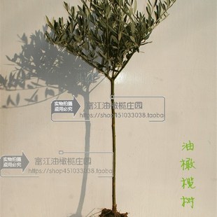油橄榄树苗盆景3年龄小绿植庭院室内客厅阳台棒棒糖小型真植物