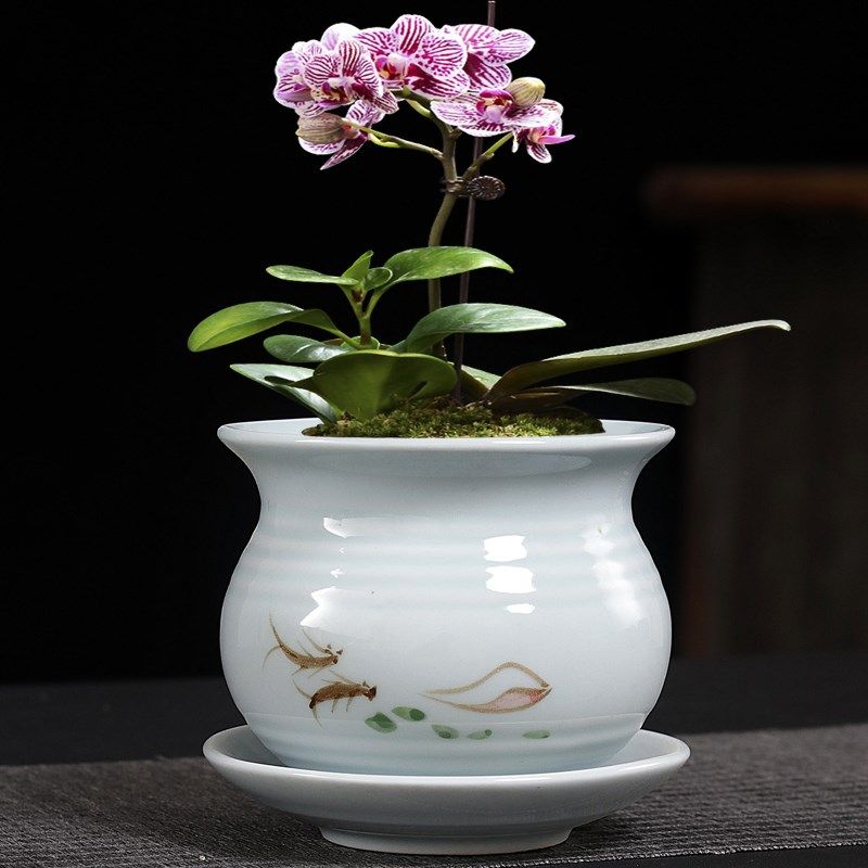 文竹紫砂盆景盆陶瓷小榕树菖蒲蝴蝶兰吊兰花小叶紫檀盆栽多肉花盆,鲜花速递/花卉仿真/绿植园艺,花盆,淘宝优惠券,粉丝福利购,淘宝优惠卷