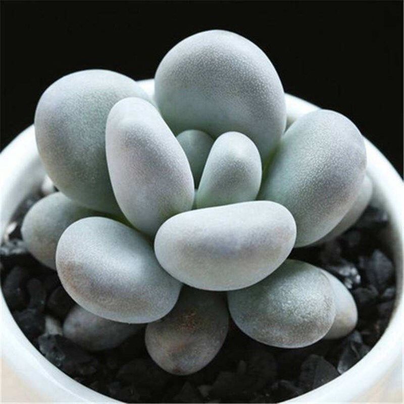 白美人多肉植物可爱小型阳台办公室肉肉盆栽简单好养绿植萌可爱花,鲜花速递/花卉仿真/绿植园艺,多肉植物,淘宝优惠券,粉丝福利购,淘宝优惠卷