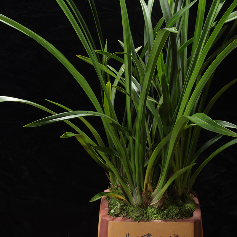 兰花苗带花苞浓香 紫元素 杂交兰好养室内花卉绿植盆栽观花植物