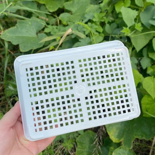 长方形多肉塑料盆生石花播种叶插育苗盘种植蓝扦插育苗盆肉锥pp盆