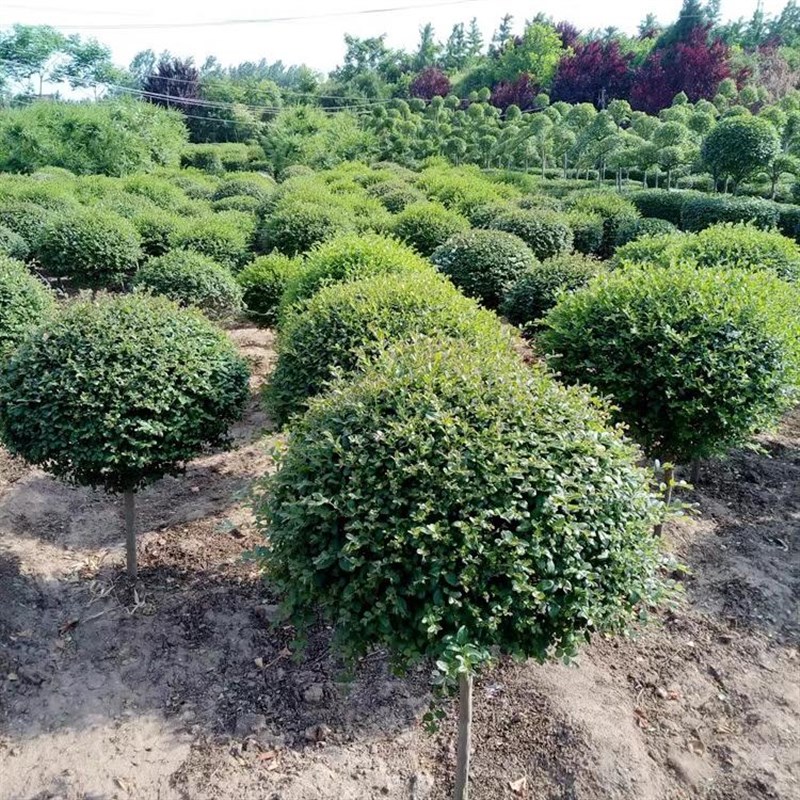 小叶女贞球独杆棒棒糖造型树苗耐寒树苗庭院别墅四季常绿植物好养