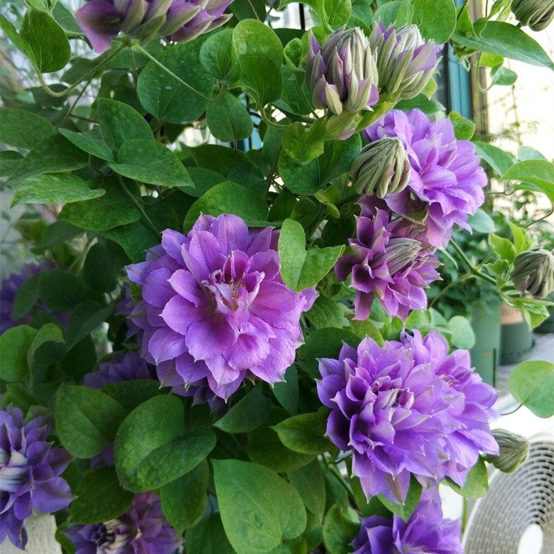 円空蓝紫色3类耐热铁线莲盆栽爬藤植物小中大苗耐热大花藤本花卉,鲜花速递/花卉仿真/绿植园艺,绣球/木绣球/木本植物,淘宝优惠券,粉丝福利购,淘宝优惠卷