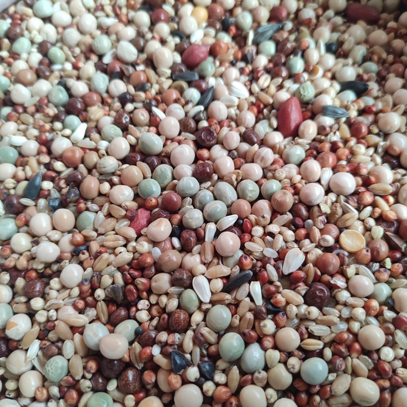 幼鸽鸽粮50斤无玉米粒红高粱豌豆小麦信鸽子通用10斤20斤鸽粮包邮