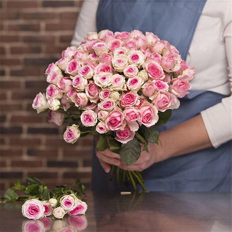 灌木小伊甸园 P11盆灌木丰花月季 粉色小花簇开 老园丁庭院盆栽