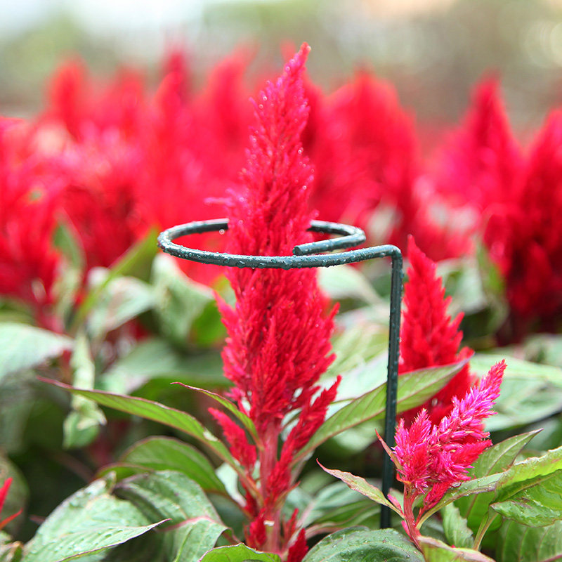 花架子铁艺单杆支撑架室外花园月季花爬藤固定杆植物绣球撑花支架,鲜花速递/花卉仿真/绿植园艺,花架,淘宝优惠券,粉丝福利购,淘宝优惠卷