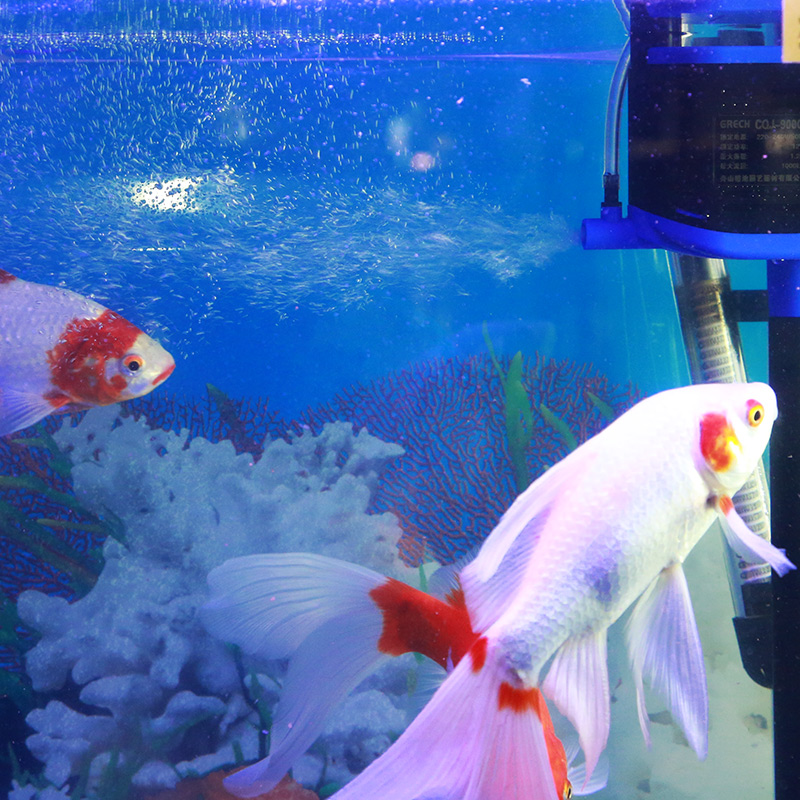 森森格池鱼缸三合一增氧水泵过滤器内置增氧泵上滤静音水族箱过滤