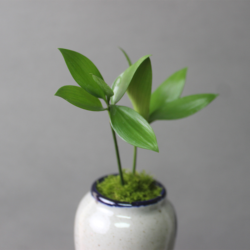 耐阴室内办公室电脑桌上微型迷你小绿植植物小盆景盆栽四季可水培