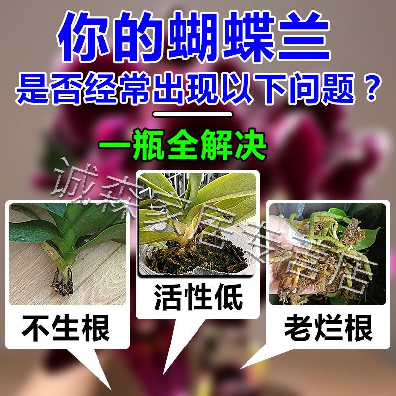 蝴蝶兰生根液快速爆根壮苗催花剑专用营养剂植物爆芽开花水溶肥料,鲜花速递/花卉仿真/绿植园艺,家庭园艺肥料,淘宝优惠券,粉丝福利购,淘宝优惠卷