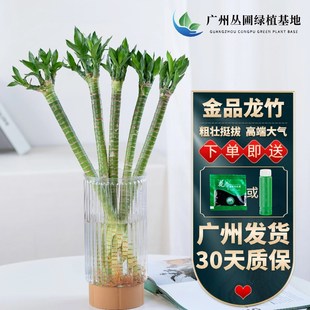 多头龙竹粗壮转运竹富贵竹水养带根室内客厅植物盆栽节节高文昌竹
