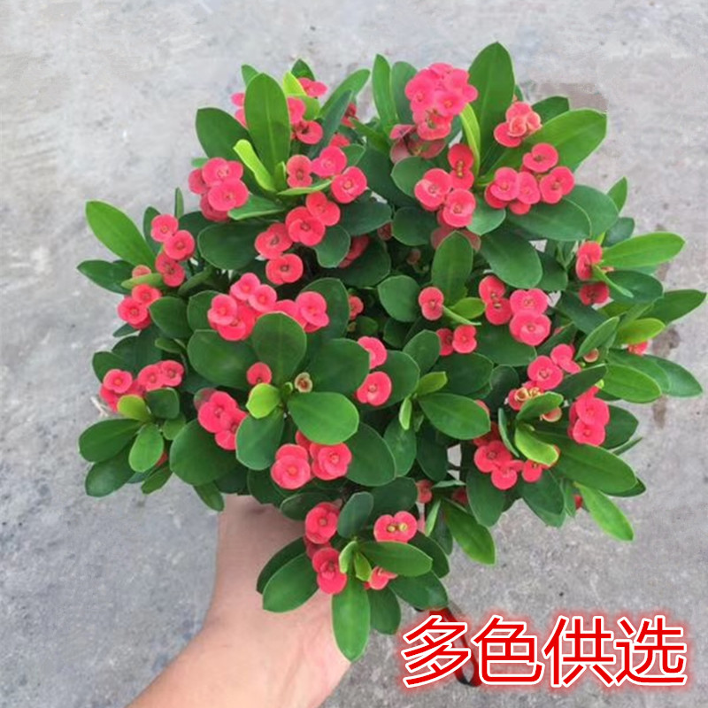 铁海棠盆栽虎刺梅多色带花四季开花不断阳台庭院室内绿植花卉盆栽