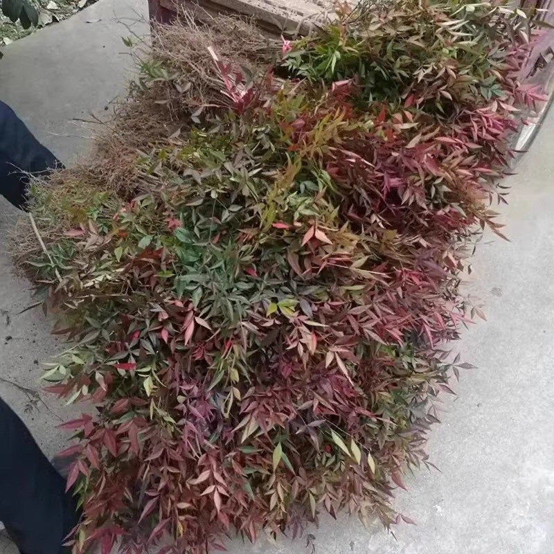 火焰南天竹盆栽树苗客厅绿植室外庭院地栽植物大颗工程苗绿化苗木,鲜花速递/花卉仿真/绿植园艺,红掌/凤梨/温室花卉,淘宝优惠券,粉丝福利购,淘宝优惠卷