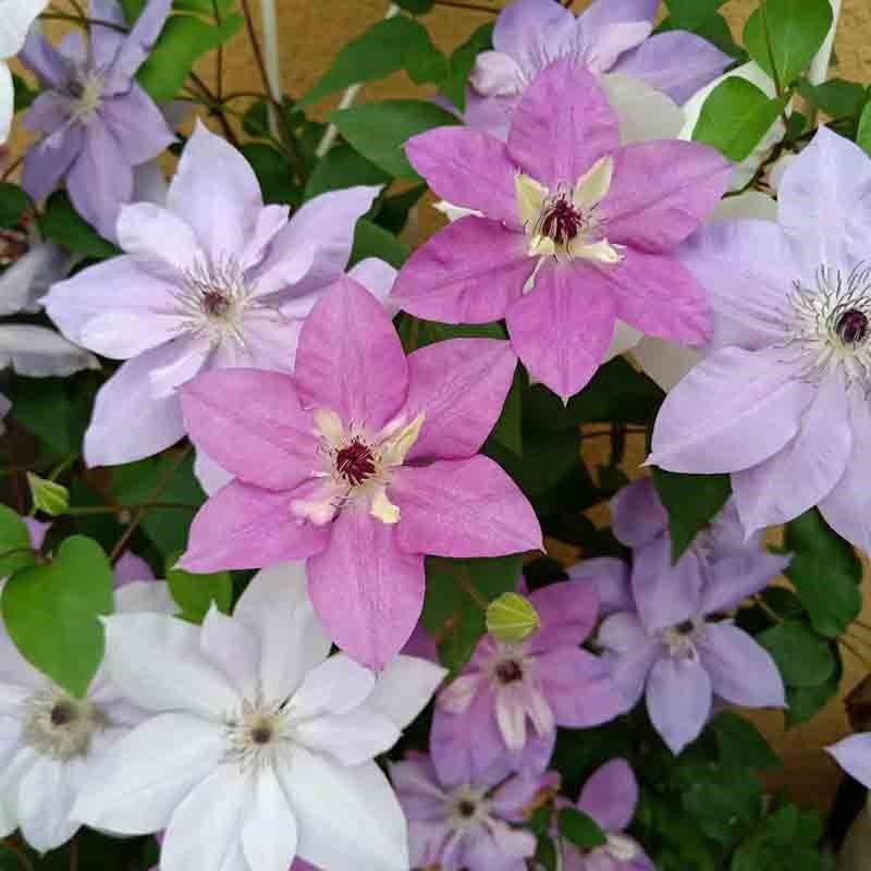 倒影铁线莲花盆栽爬藤植物大苗单瓣大花藤本花卉庭院无刺攀爬耐热,鲜花速递/花卉仿真/绿植园艺,绣球/木绣球/木本植物,淘宝优惠券,粉丝福利购,淘宝优惠卷