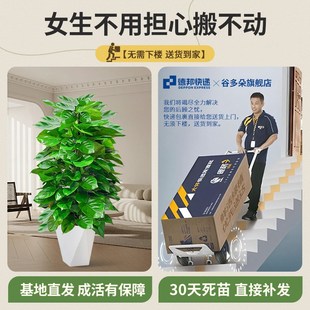 大叶绿萝柱盆栽室内客厅好养植物除甲醛净化空气开业送礼大型绿植