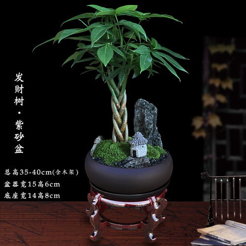 发财树盆栽植物室内花卉绿植办公好养客厅四季常青招财树造型盆景