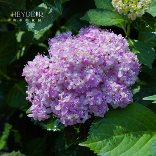 海蒂 花园旗舰店大花绣球三河千鸟好养阳台庭院花卉盆栽植物苗