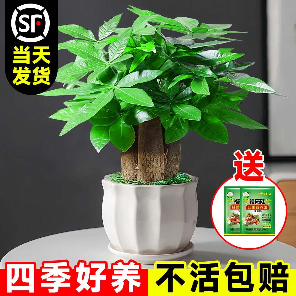 发财树小盆栽比绿萝还好养