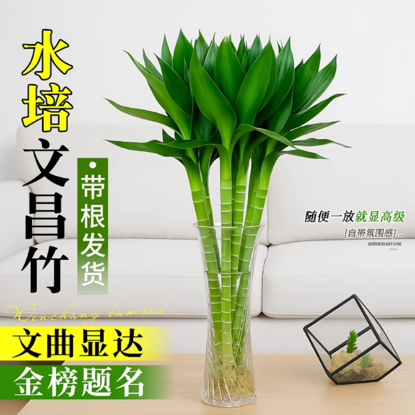 文曲星下凡金榜题名步步高升