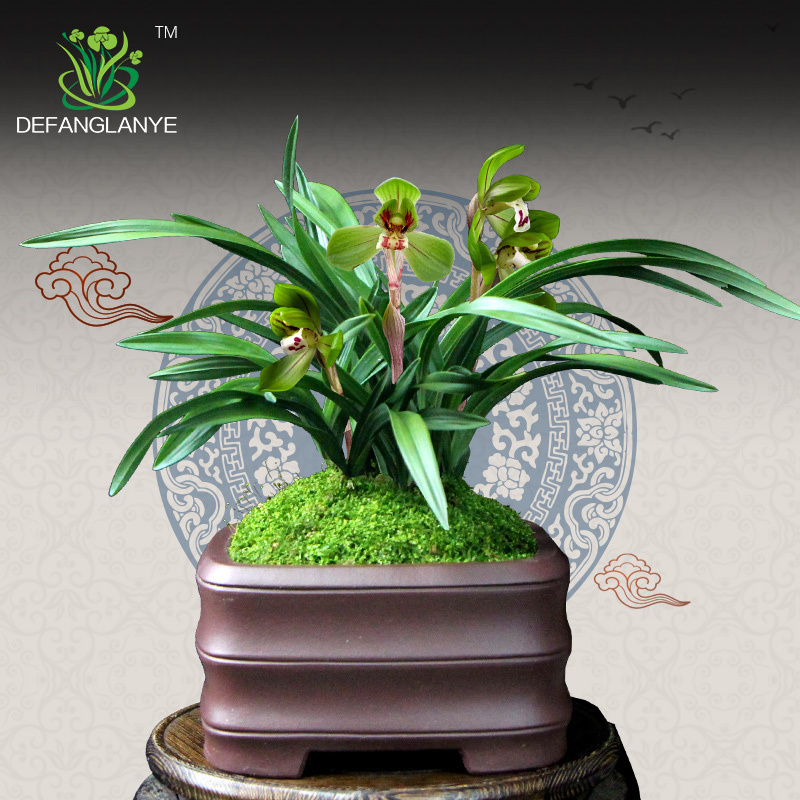 兰花苗春兰草新大富贵春季带花苞室内四季兰草绿植盆栽花卉植物