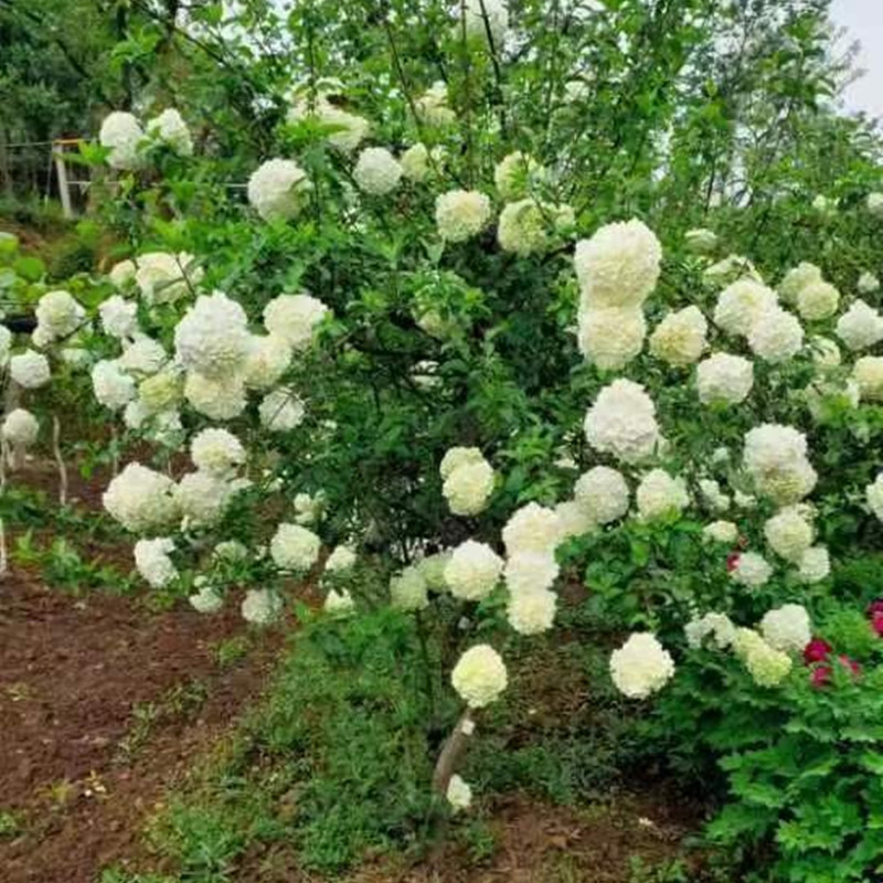 东篱园艺中华木绣球别墅庭院花卉木本绣球花苗白色斗球花树苗耐寒