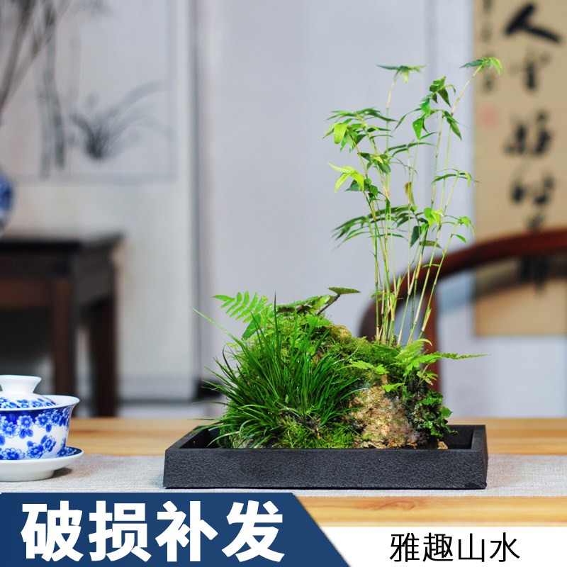 附石菖蒲小盆景配石米竹吸水石办公室绿植苔藓微景观盆栽水培植物