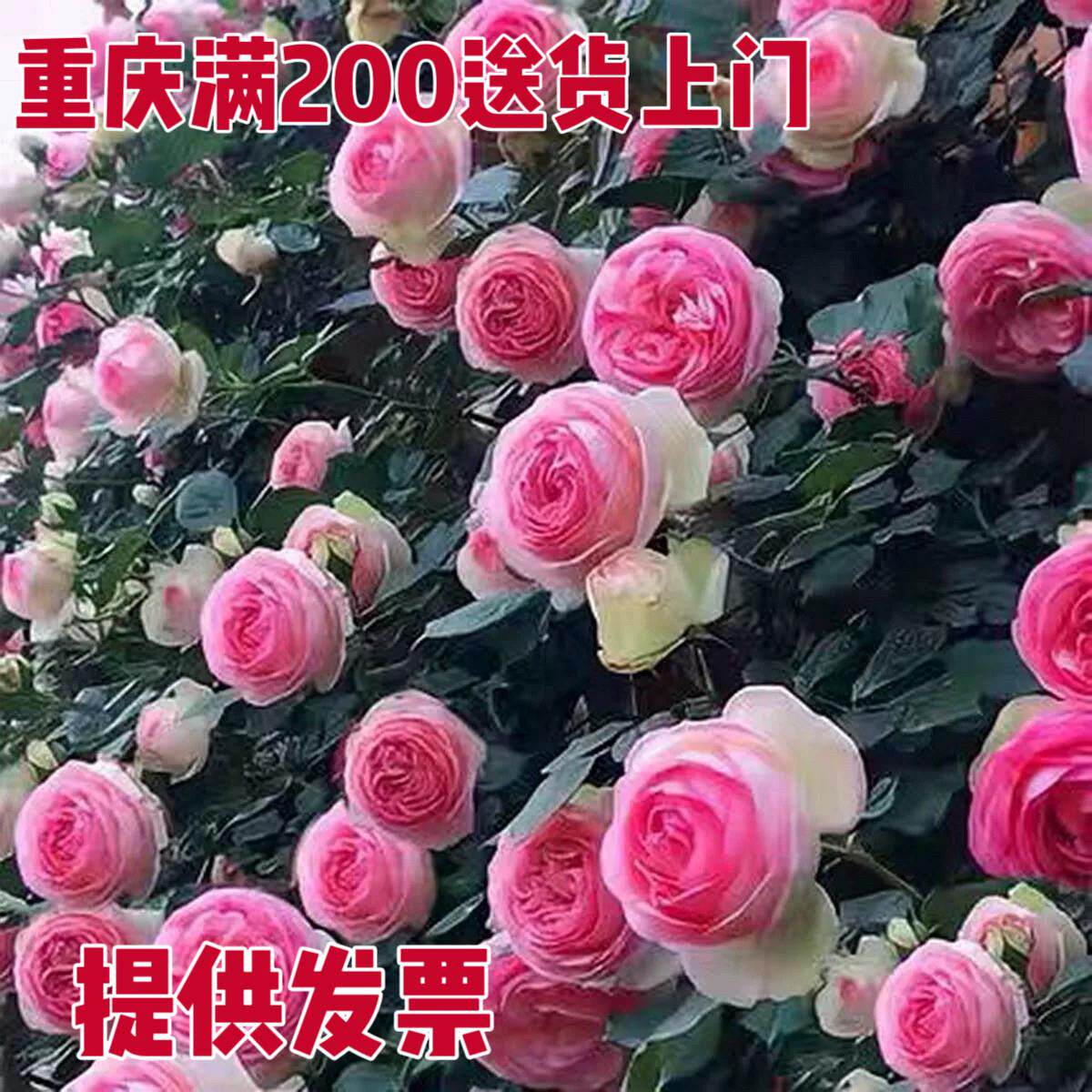 蔷薇花爬藤月季龙沙宝石特大花藤本玫瑰花苗浓香四季庭院别墅植物