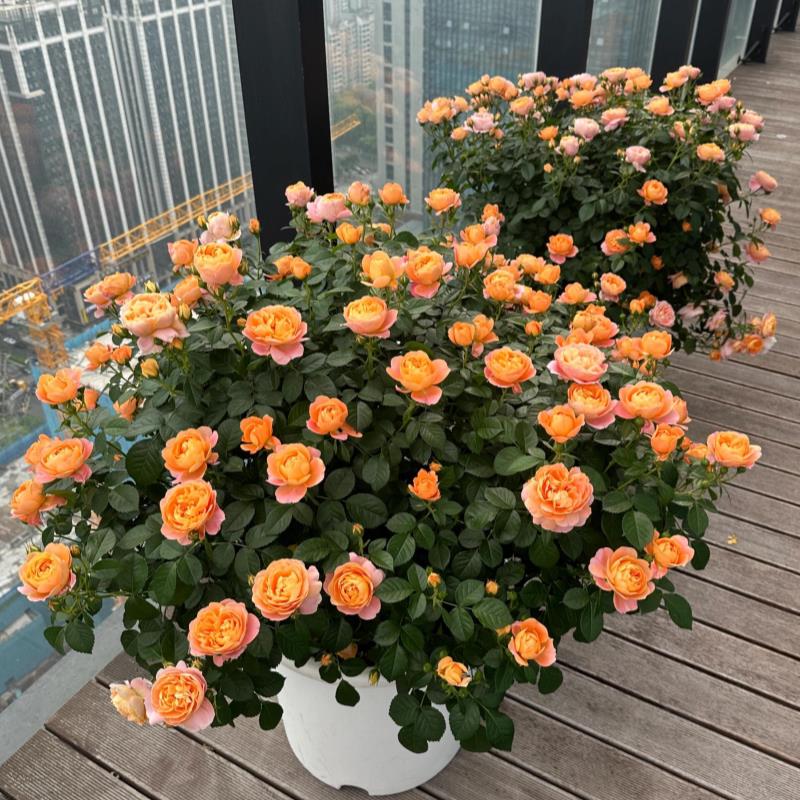 英国皇家玫瑰果汁阳台灌木月季大苗盆栽带花阳台庭院多季花卉室内