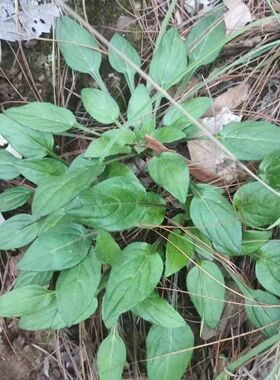 鲜兔耳草杏香兔耳风兔儿草一柱香兔儿风云南中药材猫耳朵新鲜