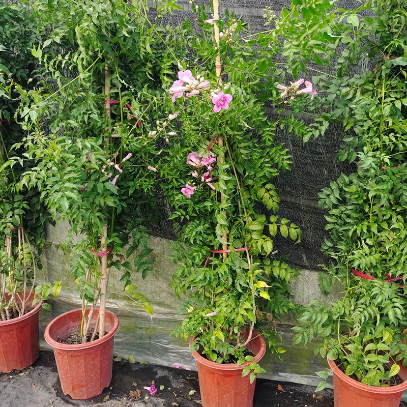 金叶子凌霄花爬藤植物四季开花耐寒耐热炮仗花苗阳台庭院花卉盆栽